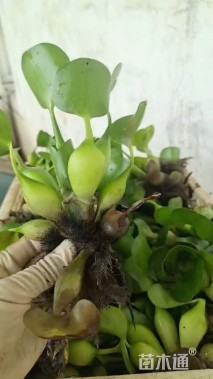 高度15厘米水葫芦