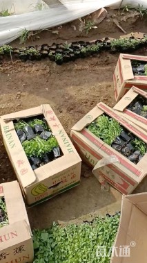 高度20厘米千屈菜