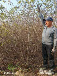 高度200厘米水栒子