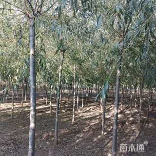 6公分柳树