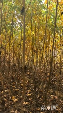 高度150厘米枫香小苗