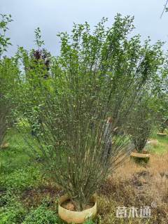 高度200厘米木槿