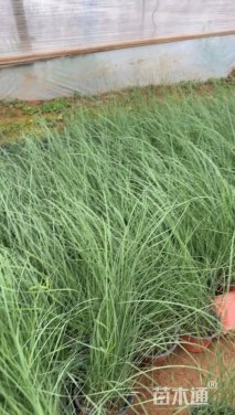 高度30厘米粉黛乱子草