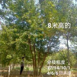 高度750厘米丛生元宝枫