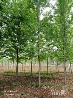 18公分美国红枫