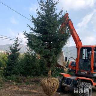 高度420厘米紫果云杉