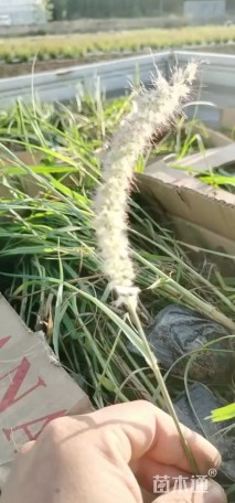 高度50厘米狼尾草