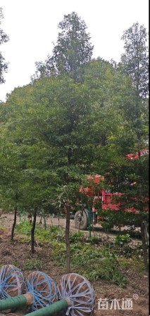 10公分金丝楠木