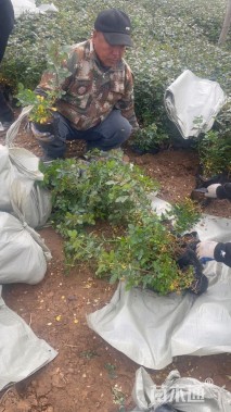 高度25厘米丰花月季