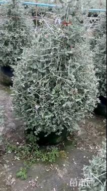 高度60厘米灌从石蚕