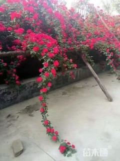 100厘米藤本月季
