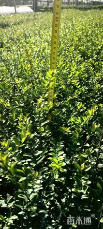 高度40厘米亮绿忍冬小苗