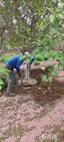 12公分樱花