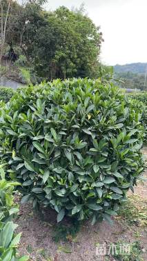 冠幅100厘米非洲茉莉球