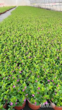 高度20厘米石竹