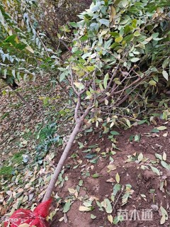 高度280厘米蜡梅