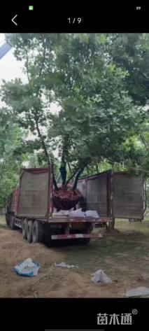 高度700厘米丛生蒙古栎