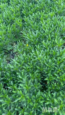 高度20厘米黄金菊