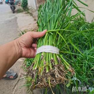 高度40厘米香蒲