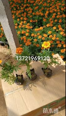 高度10厘米孔雀草
