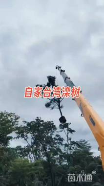 14公分台湾栾树