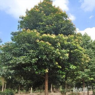 15公分华东椴