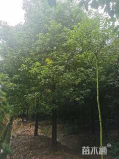 15公分香樟