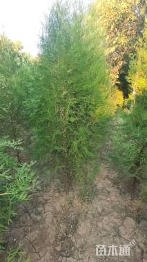 高度400厘米侧柏