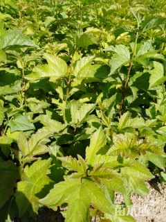 高度100厘米红瑞木