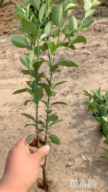 高度50厘米大叶黄杨