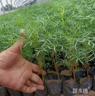 高度20厘米波斯菊