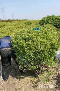 冠幅80厘米金边黄杨球