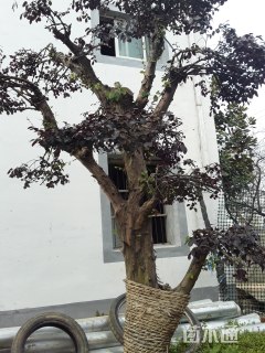 200厘米造型红花继木桩