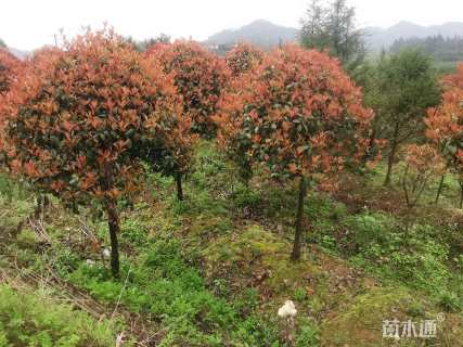 15公分红叶石楠