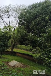 高度1300厘米香叶树