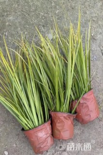 高度20厘米花叶菖蒲