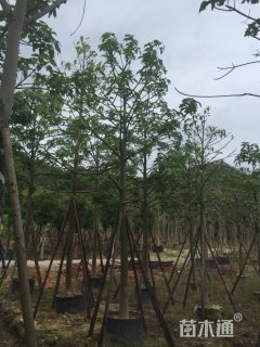 15公分澳洲火焰木