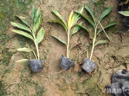 高度25厘米花叶良姜