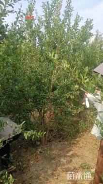 高度2.3厘米石榴