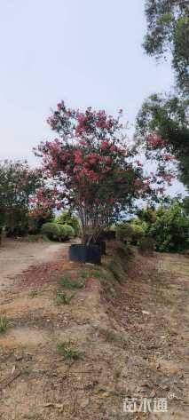 高度300厘米丛生紫薇