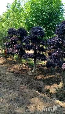 高度200厘米红花继木