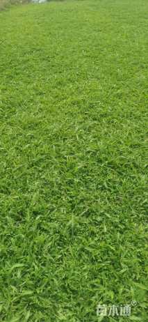 大叶油草