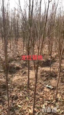 3公分龙柱碧桃