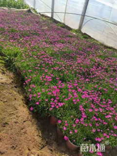 高度15厘米欧石竹