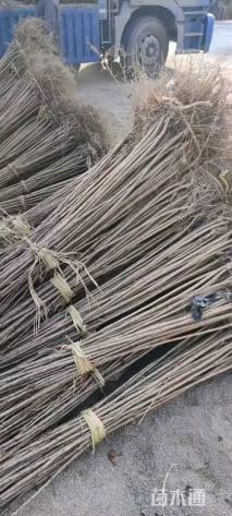 高度120厘米樱花小苗