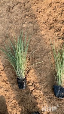 高度60厘米细叶芒