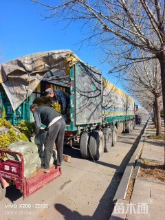 高度25厘米瓜子黄杨