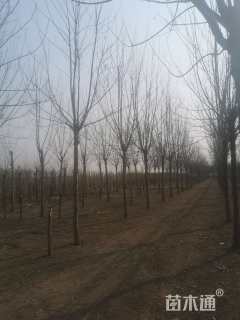 高度600厘米小叶白蜡