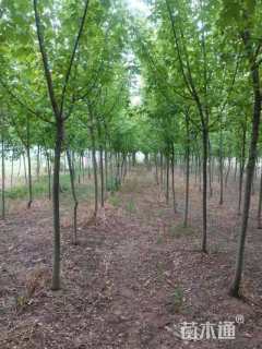 6公分金叶复叶槭