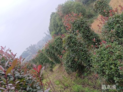 高度160厘米红叶石楠柱